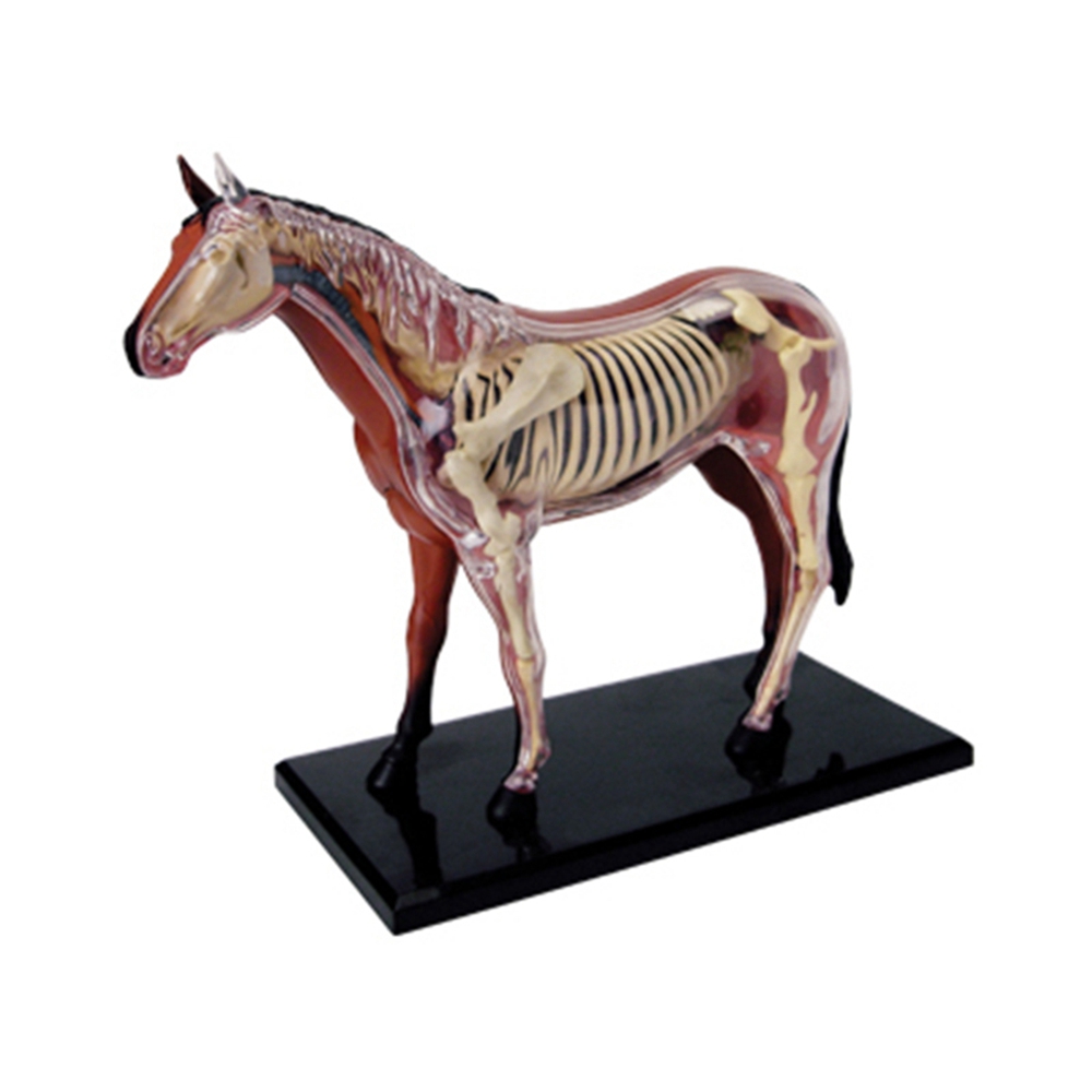 Science Toys Diy - Jouet d'assemblage d'intelligence de cheval, modèle