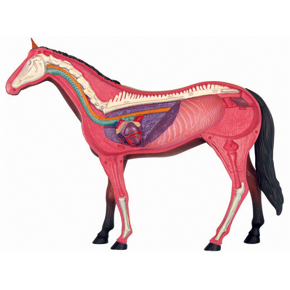 Jouet d'assemblage d'intellige - Science Toys Diy avis et prix