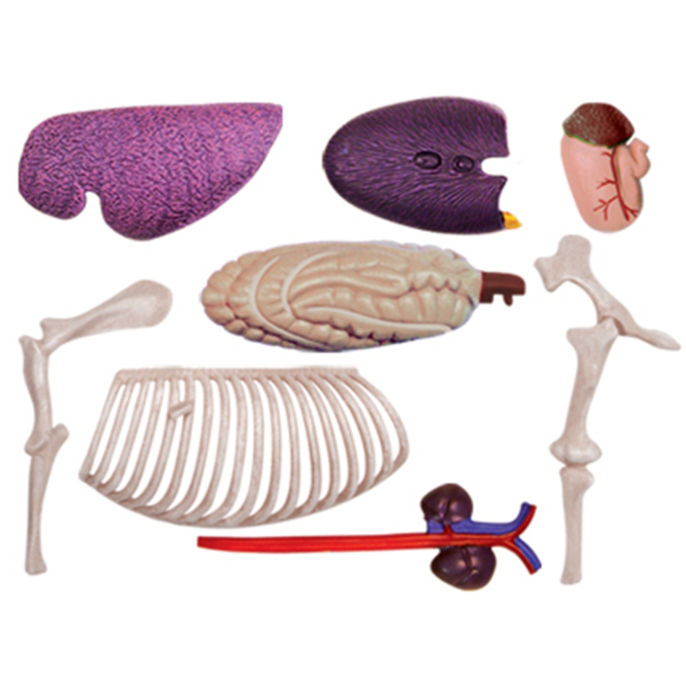 Jouet d'assemblage d'intellige - Science Toys Diy avis et prix